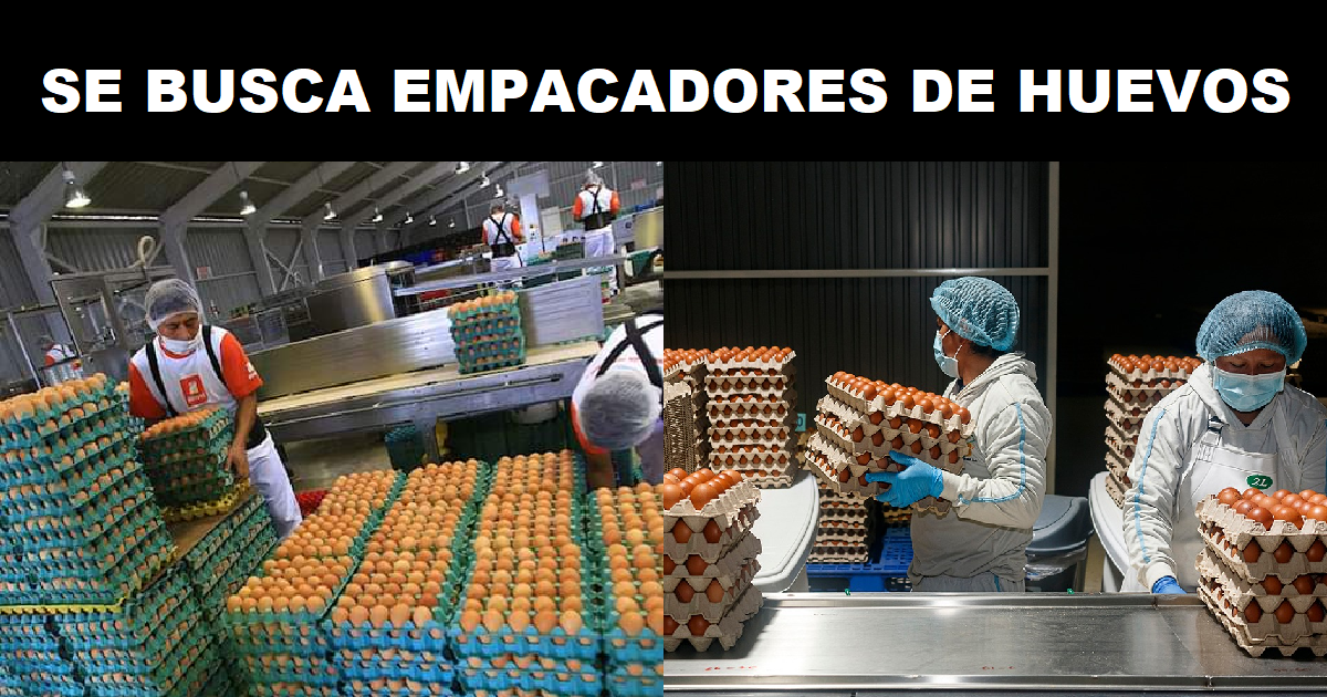 SE BUSCA EMPACADORES DE HUEVOS