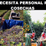 SE NECESITA PERSONAL PARA COSECHAS