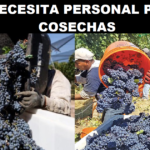 SE NECESITA PERSONAL PARA COSECHAS
